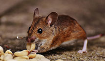 24 Hour & Emergency Exterminators in Plantersville, MS